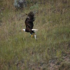 Back to the Nest with Dinner
Photo by Hilda Jensen