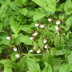 Mountain Ladyslippers  - Brian Wesley