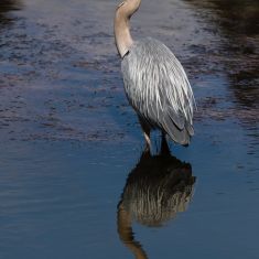 Heron -
Photo by Ross MacDonald