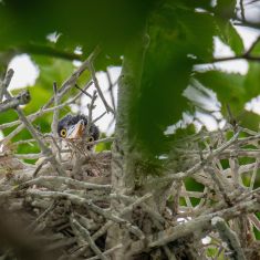 Baby Heron-
Photo by Ross MacDonald