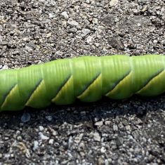Hornworm, Sphinx Moth Caterpillar.
Photo by Larry Halverson