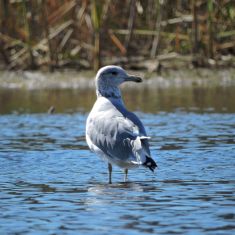 California Gull, Athalmer Sloughs,
Photo by Brian Wesley