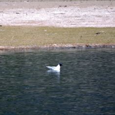 Bonapart's Gull, Richies Point,
Photo by Brian Wesley