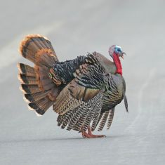 Wild Turkey