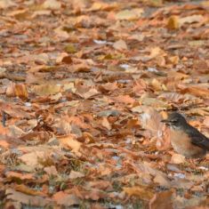 American Robin - Autumn colour change