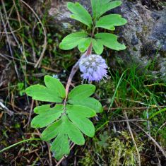 Ballhead Waterleaf - Larry Halverson