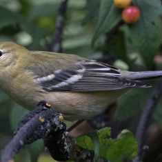 Bay-Breasted Warbler