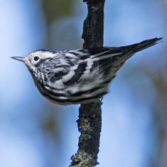 Black and White Warbler