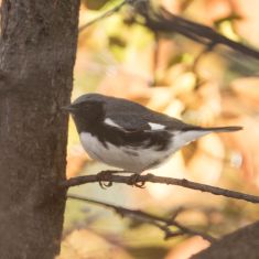 Black-throated Blue Warbler