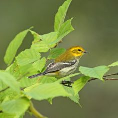Black-throated Green Warbler