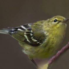 Blackpoll Warbler