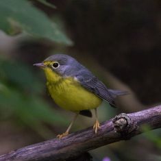 Canada Warbler