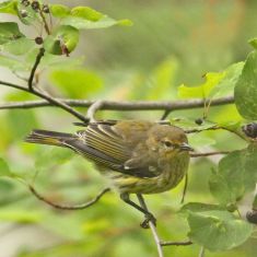Cape May Warbler