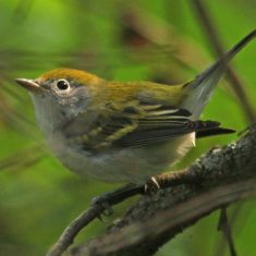 Chestnut-sided Warbler