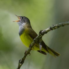 Connecticut Warbler