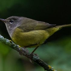 MacGillivray's Warbler