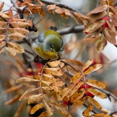 Northern Parula