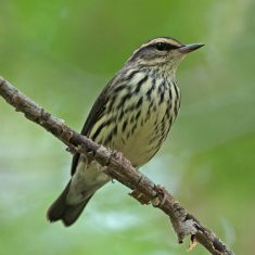 Nothern Waterthrush