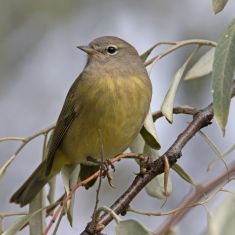 Orange-crowned Warbler