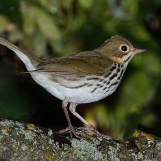 Ovenbird Warbler