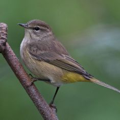 Palm Warbler