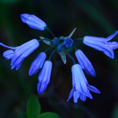 Tripletily - Larry Halverson