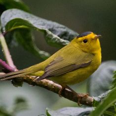 Wilson's Warbler