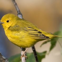 Yellow Warbler