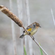 Yellow-rumped Warbler
