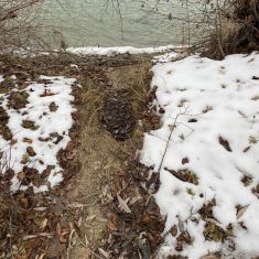 Beaver slide to the water
