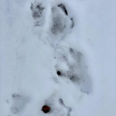 Tracks in the snow