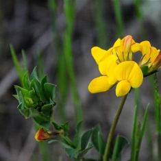 Birds-foot Trefoil - Lotus Corniculatus - Larry Halverson