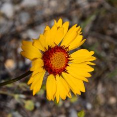 Brown eyed Susan - Larry Halverson