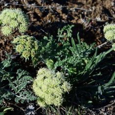 Carrot or Biscutroot - Larry Halverson