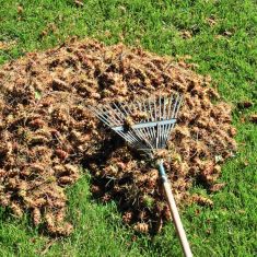Yard clean up of fall cones