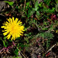 Common Dandelion - Larry Halverson