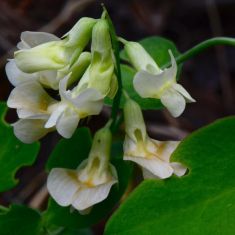 Creamy Peavine or Woodland Pea - Larry Halverson
