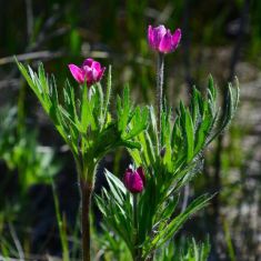 Cut-leaved Anemone. (flowers can be white to greenish and pink - Larry Halverson to purple)