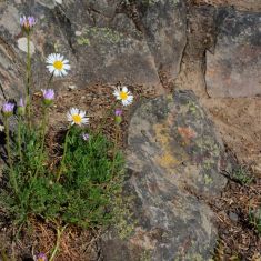 Cut-leaved Daisy - Larry Halverson