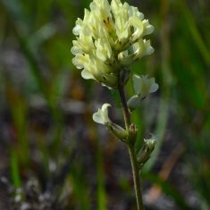 Field Locoweed - Larry Halverson
