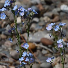 Forget-me-not - Larry Halverson