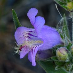 Fuzzy-tongued Penstemon - Larry Halverson