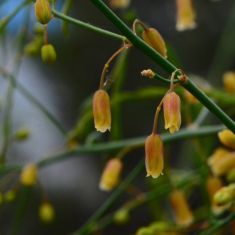 Garden Asparagus - Larry Halverson