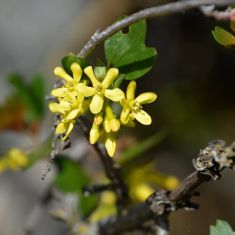 Golden Current - Larry Halverson