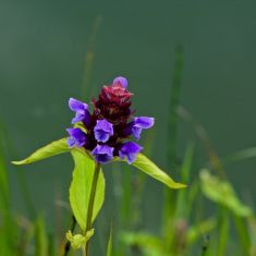 Heal-all or Self-heal (relieves boils, bruises, internal bleeding, swelling) - Larry Halverson