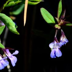 Blue-eyed Mary - Larry Halverson