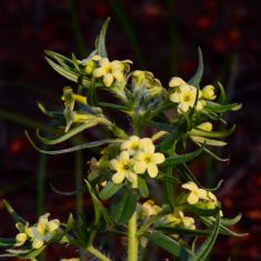 Lemonweed - Larry Halverson