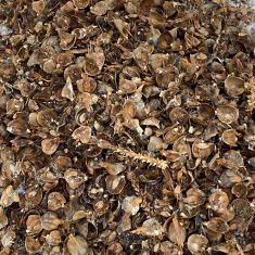 Pine cone litter