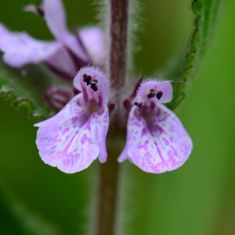 Marsh Hedge-nettle - Larry Halverson