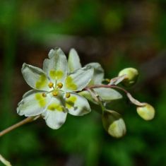 Mountain Death Camas - Larry Halverson